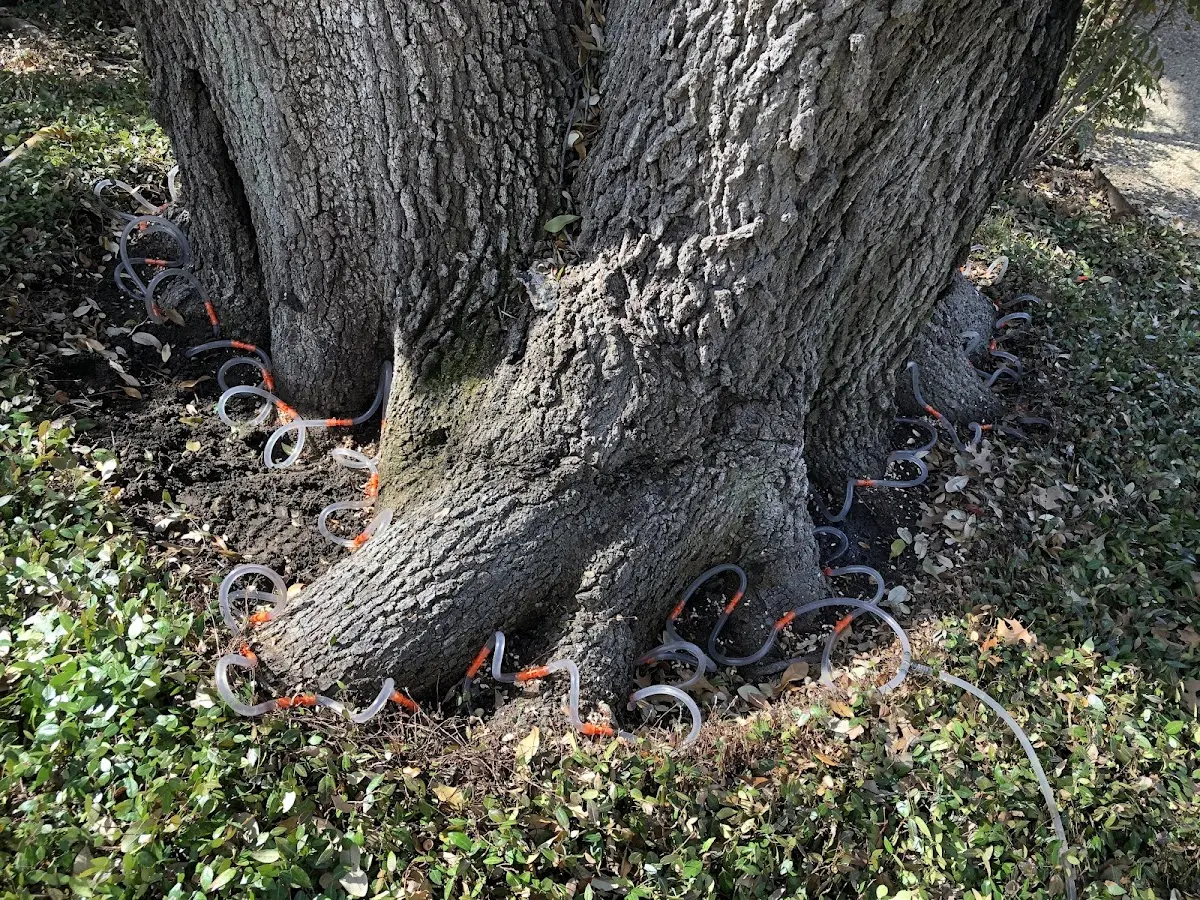 Detailed Tree Cabling and Bracing job site in Bethel Island