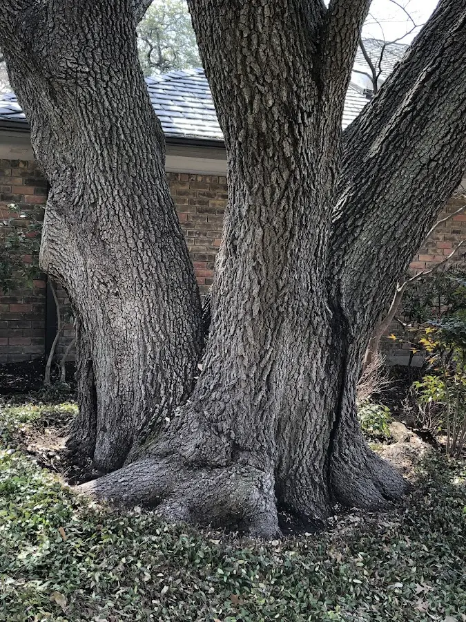 Mature heritage tree close to a Bethel Island property cared for by certified arborists